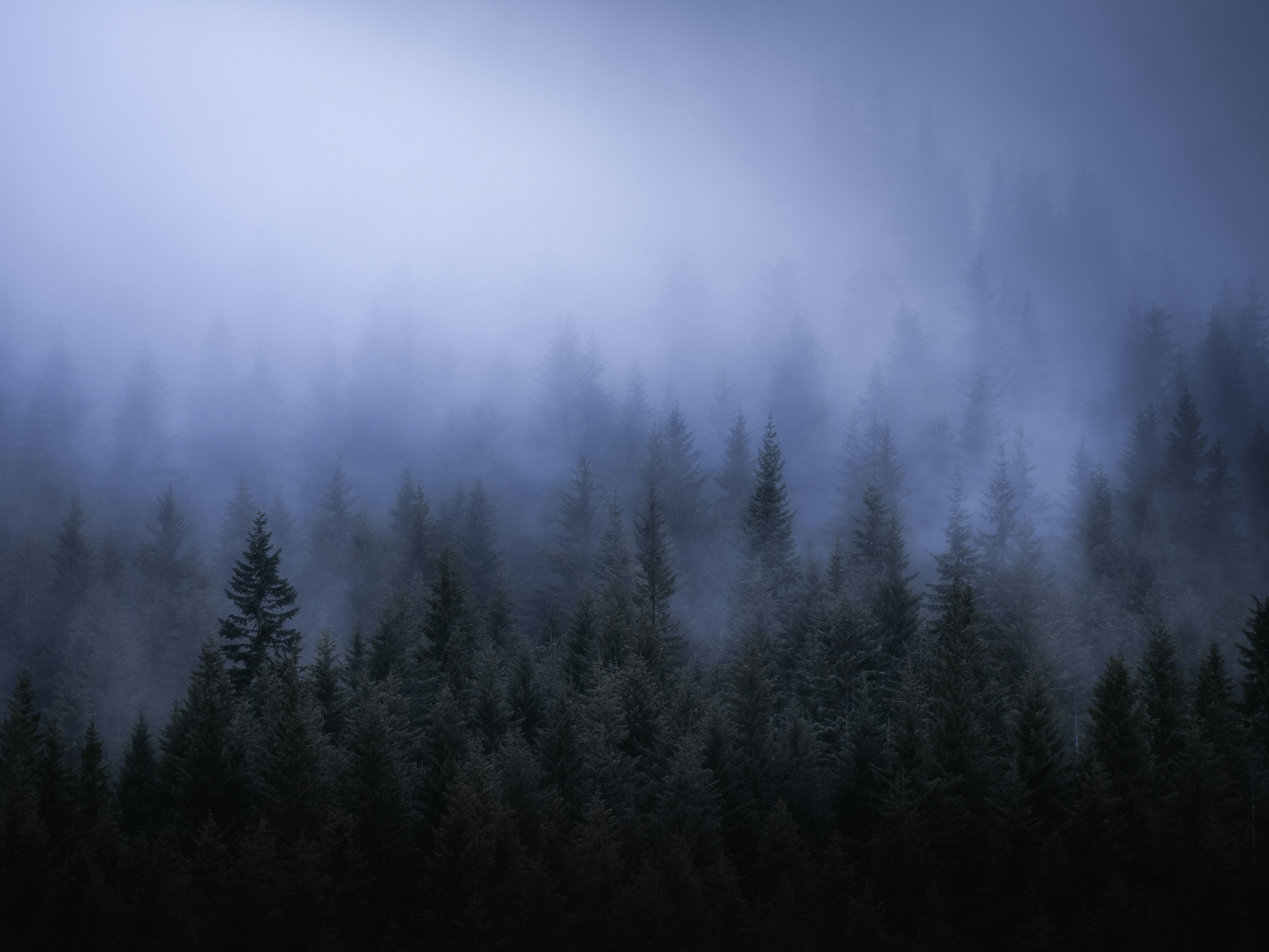 green trees covered by fog